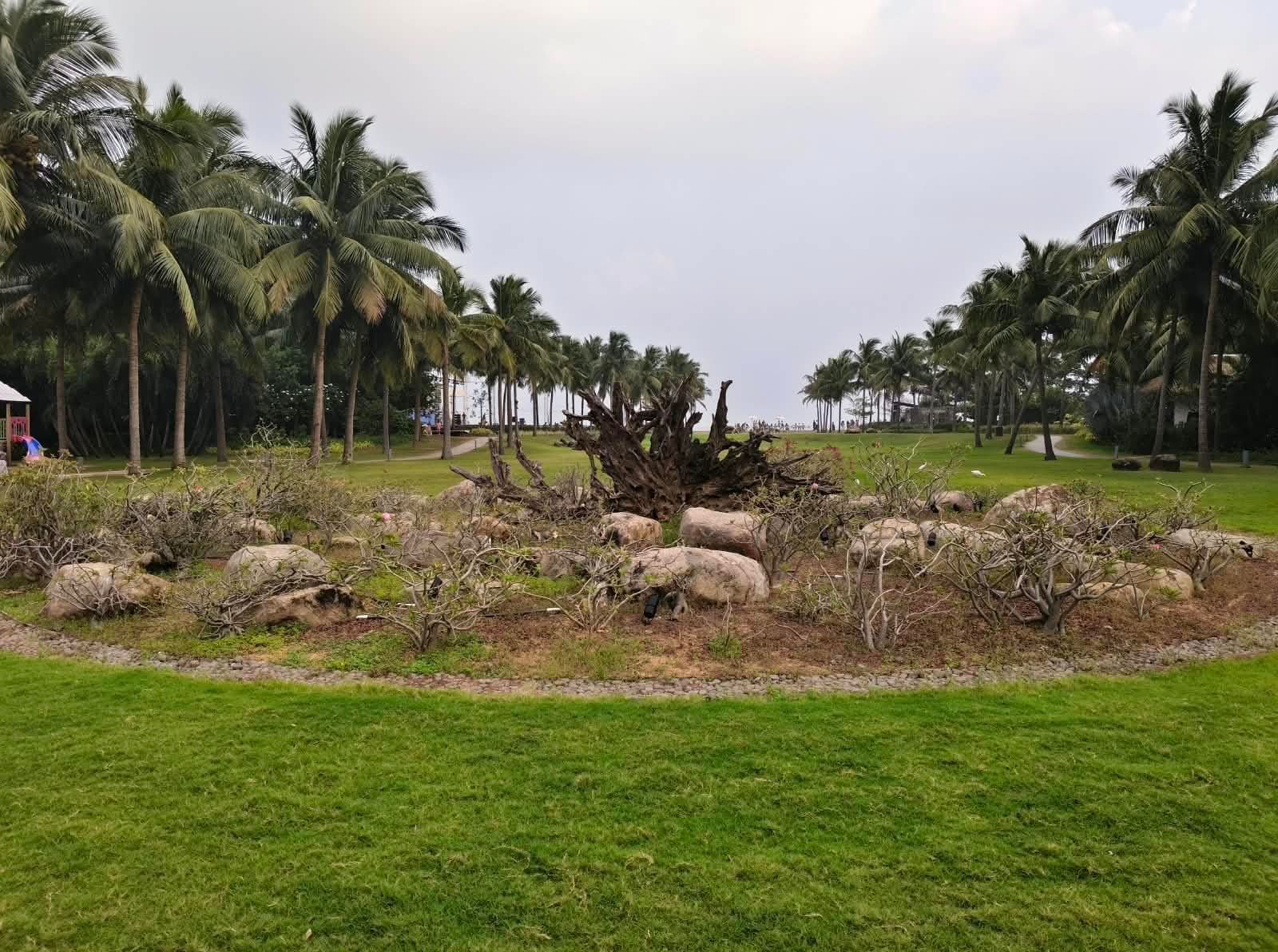 Driftwood sculpture installation at a coastal resort garden