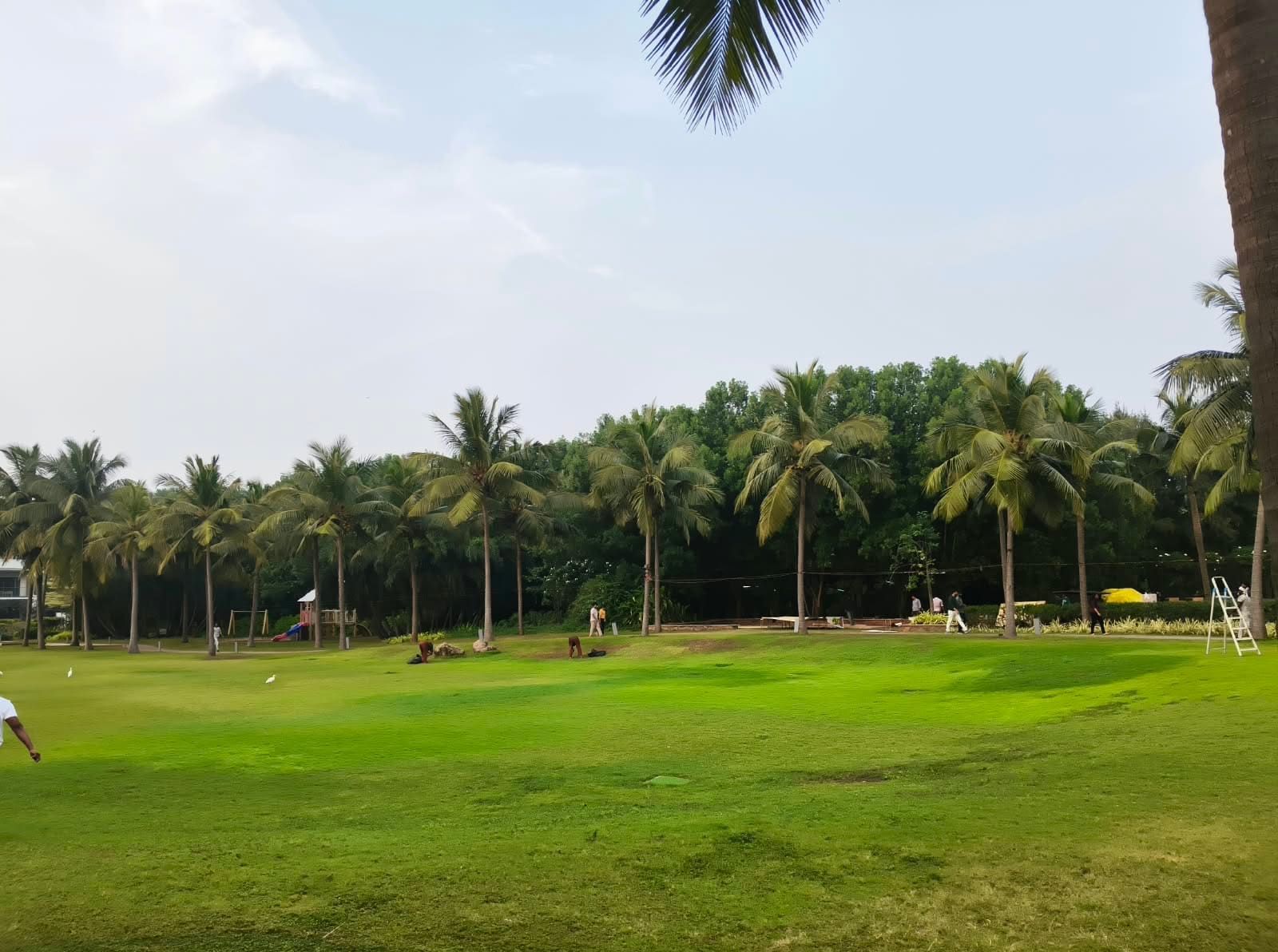 Coconut palms lining the lawn at a coastal resort