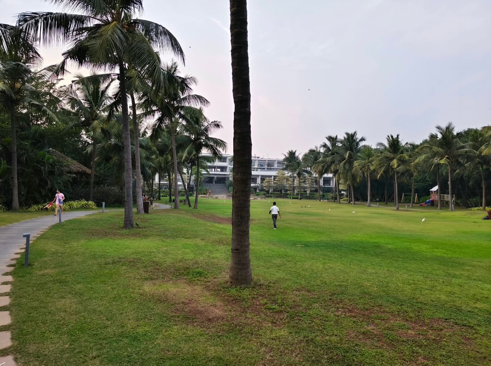 Wide resort lawn framed by coconut palm trees