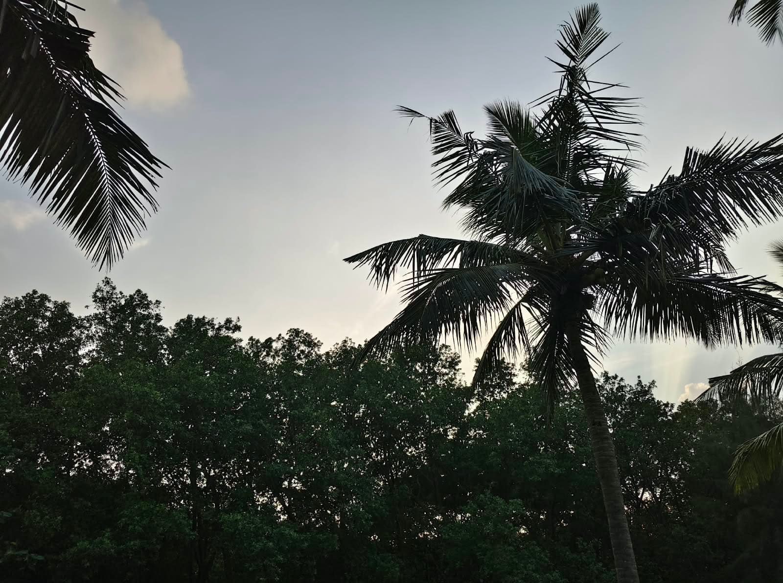 Silhouette of coconut palms at dusk near the coastline