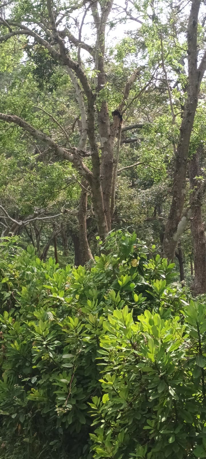 Thick green forest canopy along a Western Ghats route