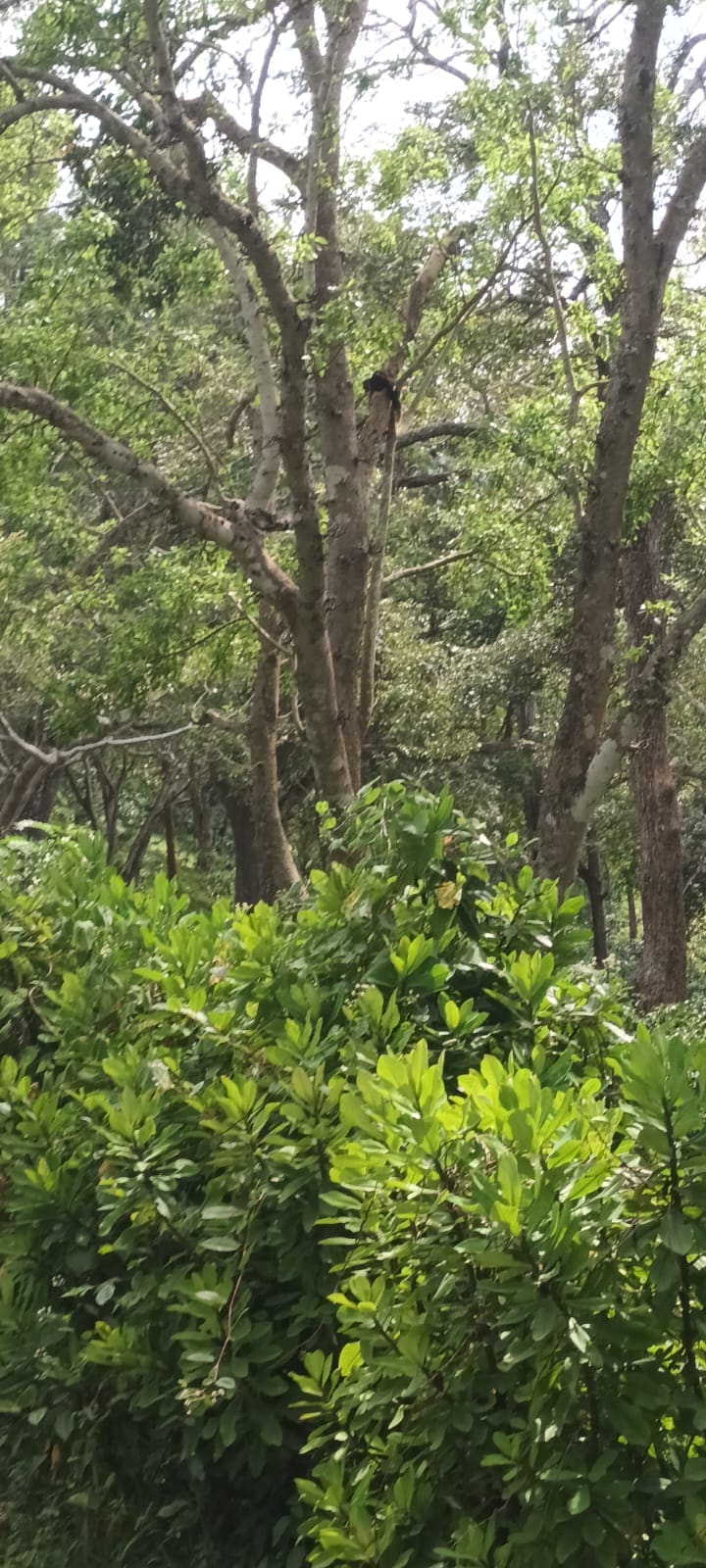 Dense forest foliage along a scenic hill drive