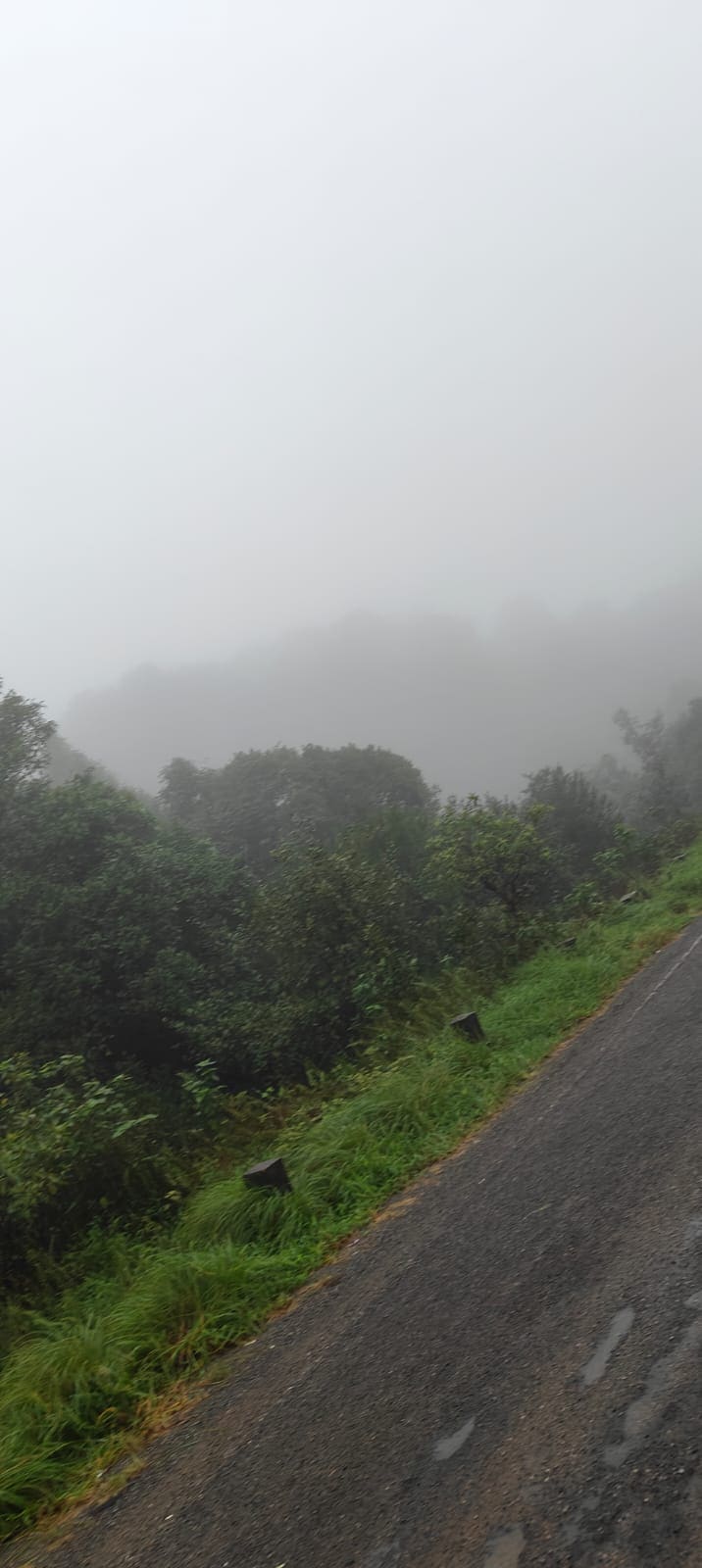 Foggy hillside greenery along a mountain pass