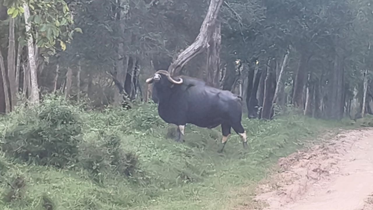 Indian gaur (bison) standing in a forest clearing