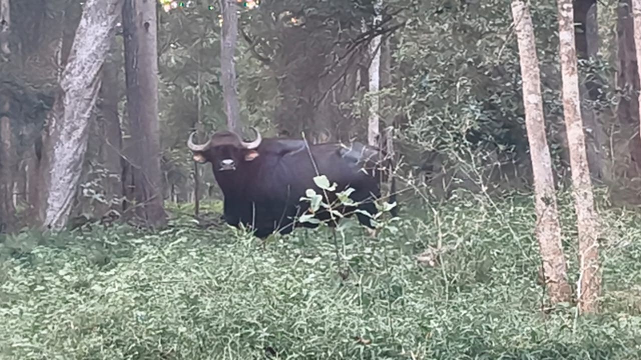Wild Indian gaur seen along a forest safari trail