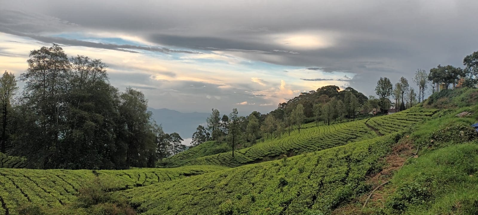 Rolling tea garden panorama near Ooty