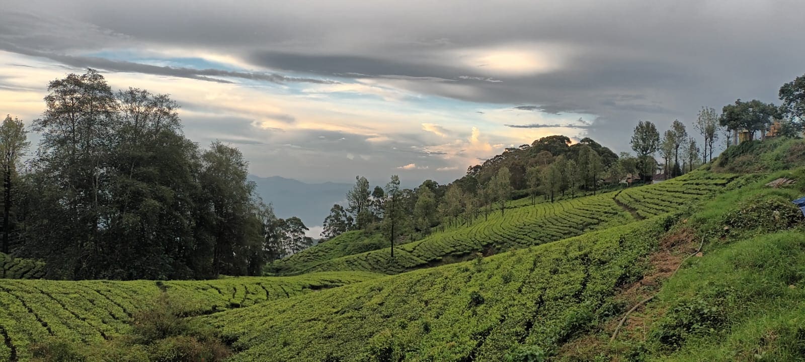 Wide view of tea estate rows on the Ooty hillside