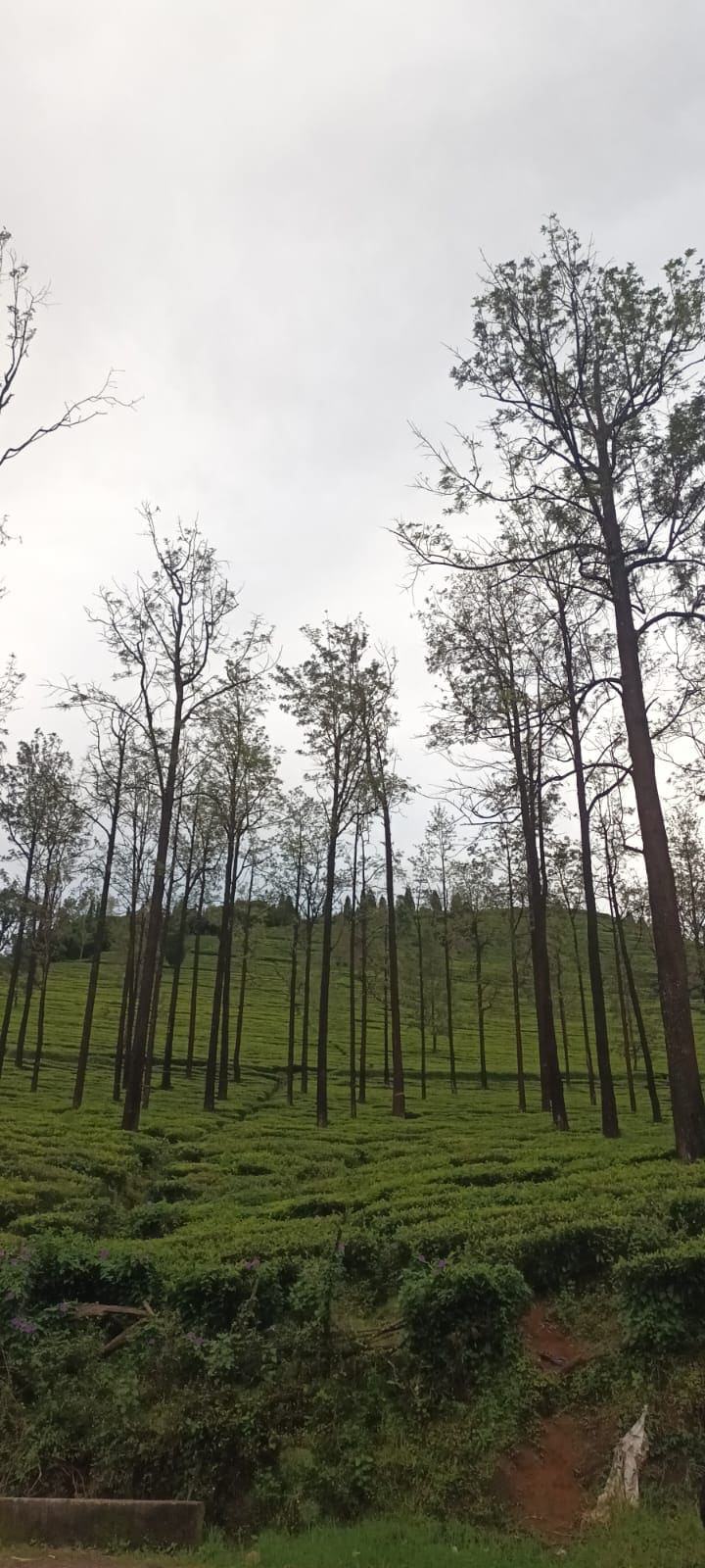 Tall trees standing among rows of tea plants near Ooty