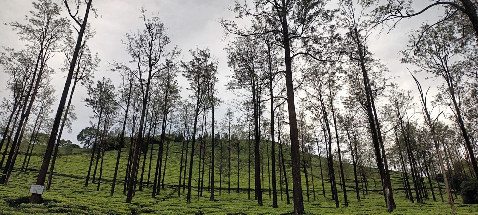 Tea garden rows framed by tall trees on a hillside