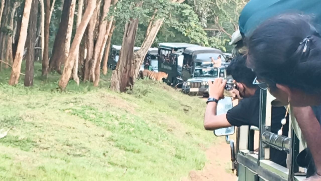 Safari jeeps stopped for a tiger sighting in the forest