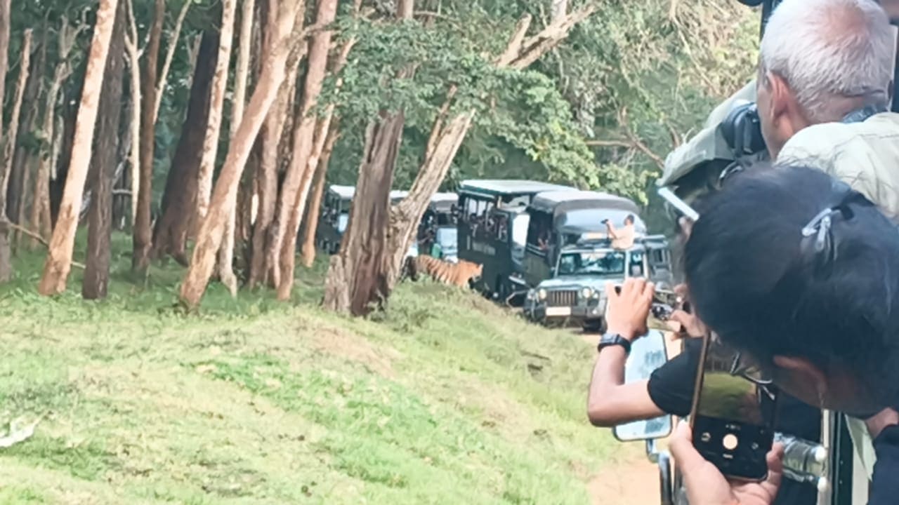 Tourists photographing a tiger from safari vehicles