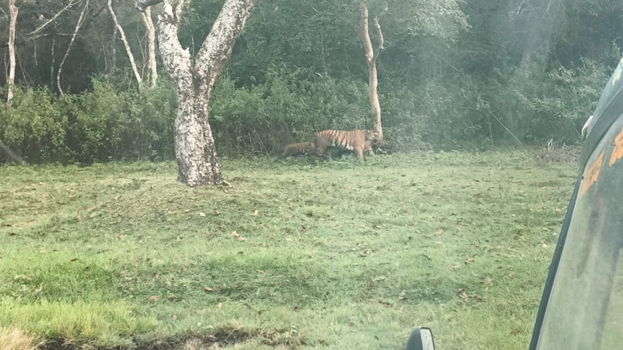 Tiger walking with its cub during a forest safari