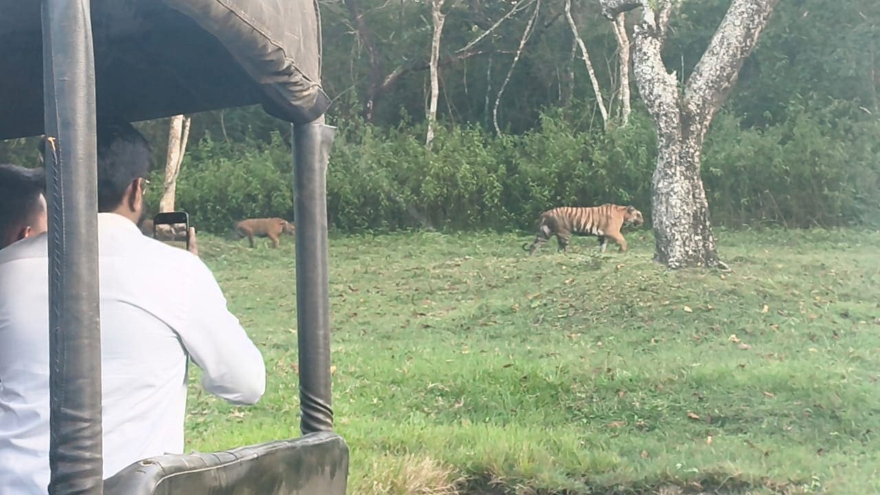 Tiger family walking along a forest trail during a safari