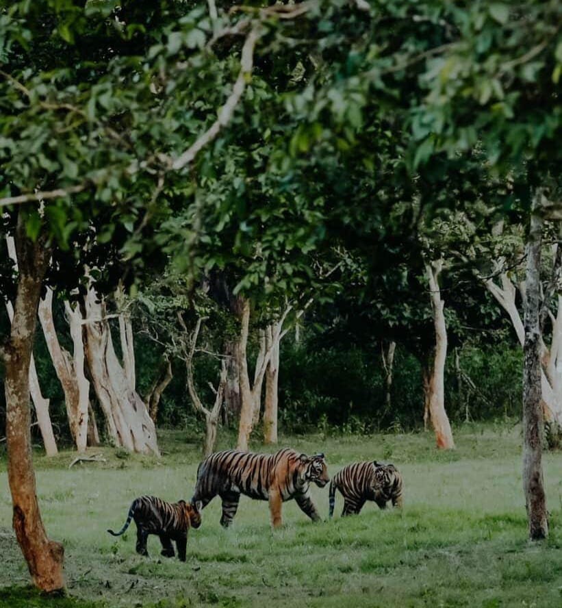 Tigress walking with her cubs across a forest clearing